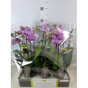 Phalaenopsis multi.   ...