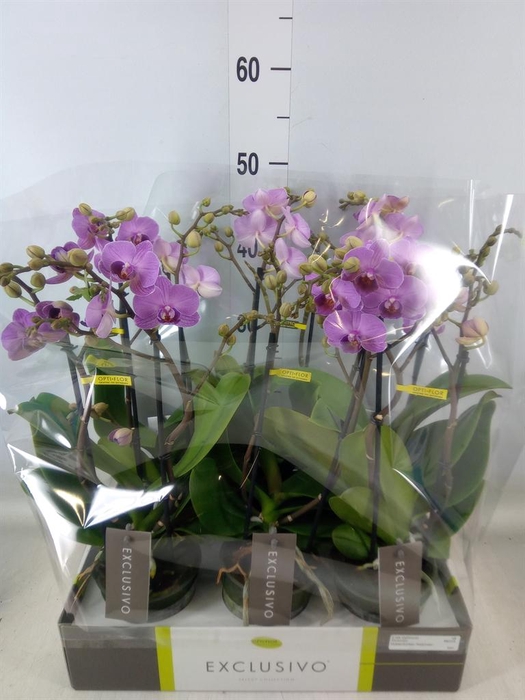 <h4>Phalaenopsis multi.   ...</h4>