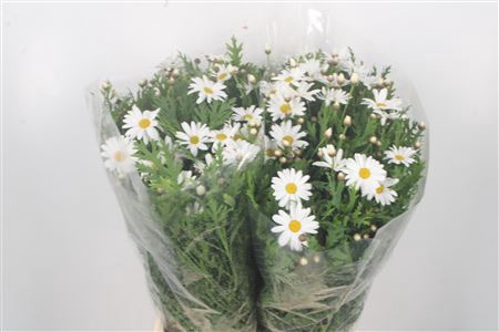 <h4>Margriet White Per Stem X25</h4>