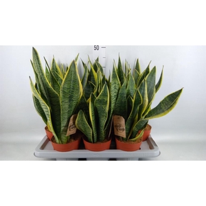 Sansevieria trifa. 'Futura Superba'