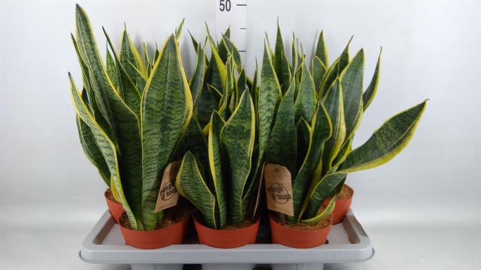 <h4>Sansevieria trifa. 'Futura Superba'</h4>