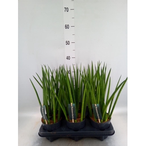 Sansevieria cyl.  ...