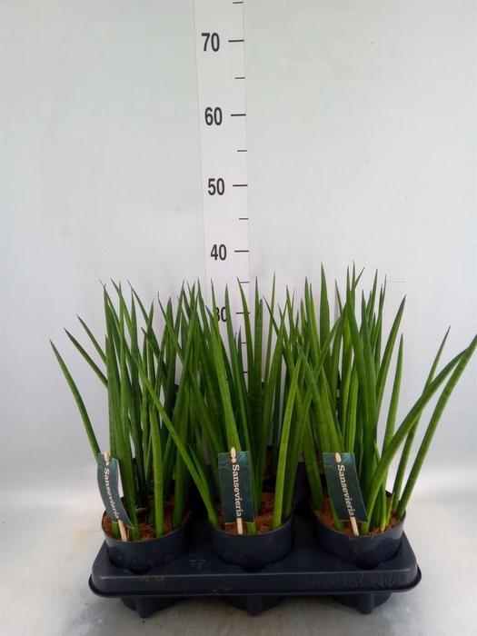 <h4>Sansevieria cyl.  ...</h4>