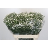 Aster White Gypsy