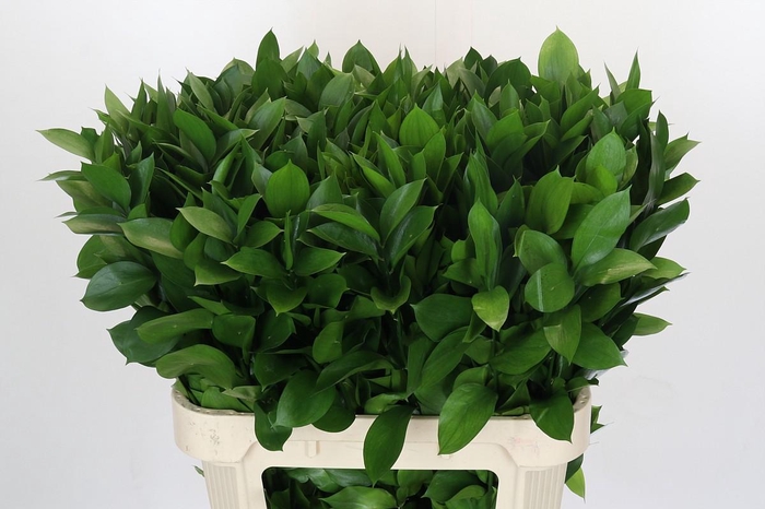 <h4>Ruscus Hypophyllum</h4>