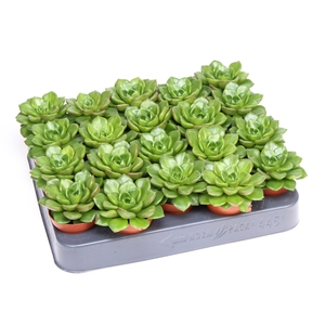 Echeveria multicaulus