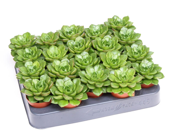 Echeveria multicaulus