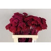 DF Achillea Paint Bs Cerise