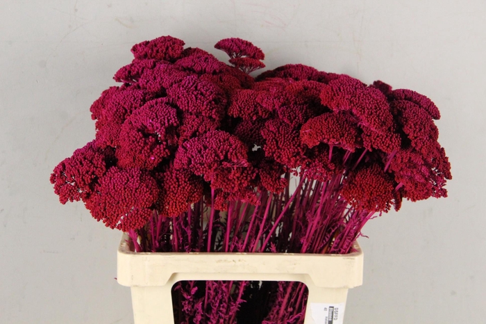 DF Achillea Paint Bs Cerise