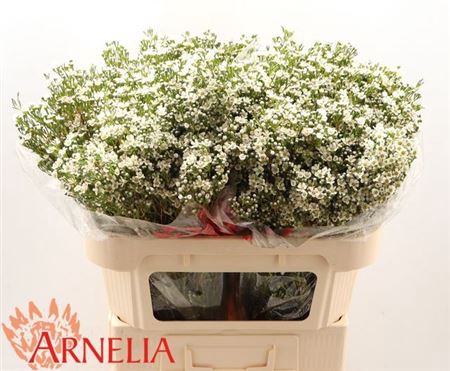 Chame Un Pearl Butto