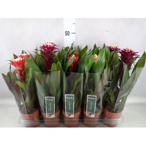 Guzmania   ...mix 3