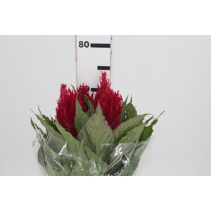 CELOSIA PLUMOSA CENTURY RED 070 CM
