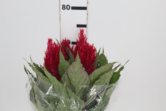 <h4>CELOSIA PLUMOSA CENTURY RED 070 CM</h4>
