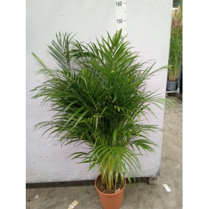 Dypsis lutescens   ...Chrysalidoca
