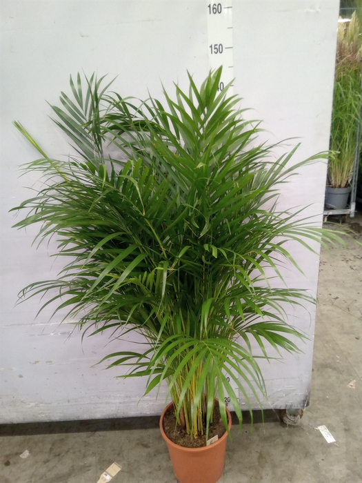 <h4>Dypsis lutescens   ...Chrysalidoca</h4>