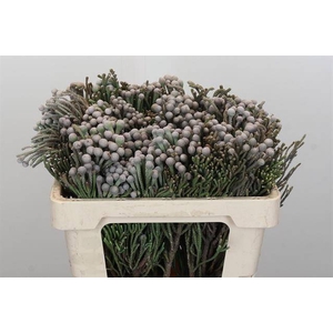 Cape green silver brunia