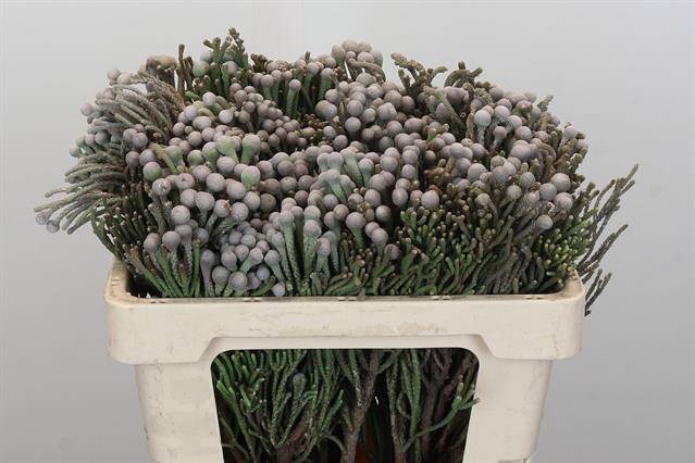 <h4>Cape green silver brunia</h4>