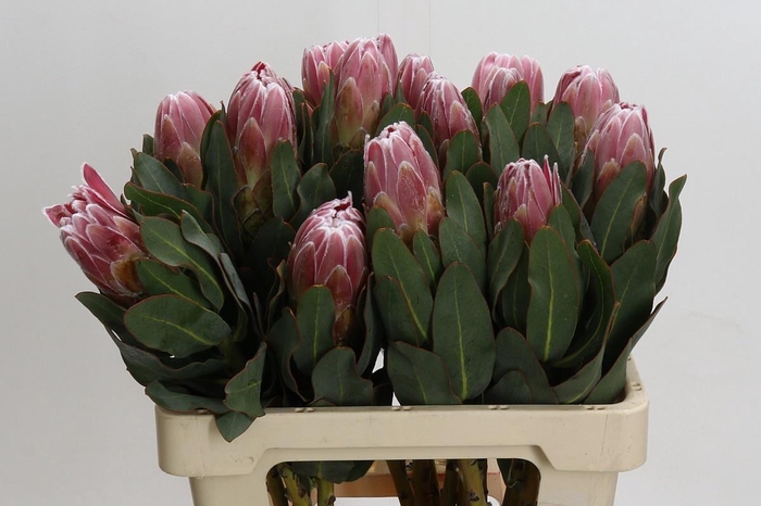 <h4>PROTEA CARNIVAL</h4>