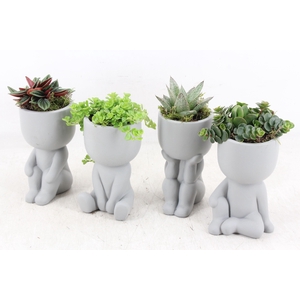 arr3 SN - Chillings grey x12