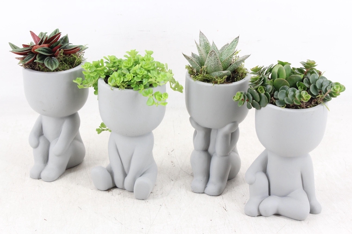 <h4>arr3 SN - Chillings grey x12</h4>