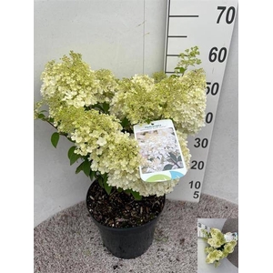 HYDR PANICULATA