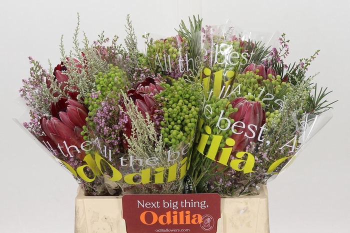 <h4>BQ Protea Sharon SFB</h4>
