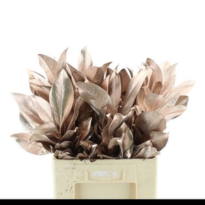 DECORGROEN KLB BS H%