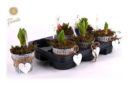 <h4>Hyacinth Mix Dn353 Zink Bucket Heart 1pp</h4>