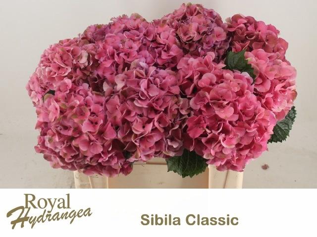 <h4>HYDR M SIBILLA CL RD</h4>