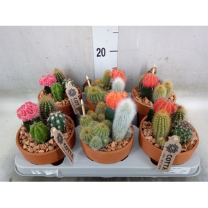 Arr.  Cactus L%