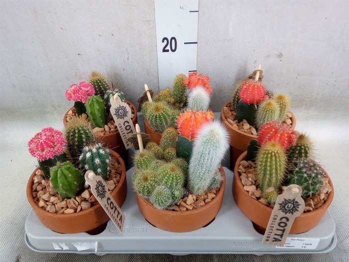 <h4>Arr.  Cactus L%</h4>