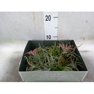 Tillandsia