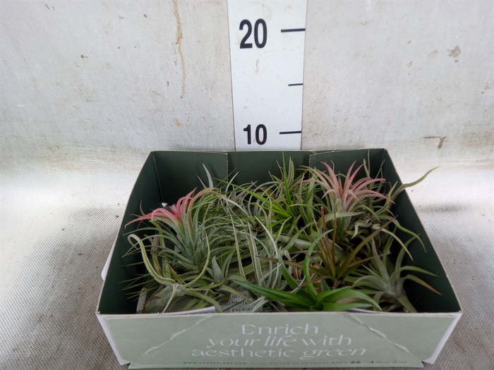 <h4>Tillandsia</h4>