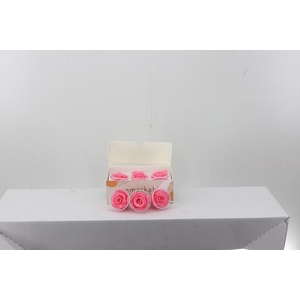 Rosa Preserved  Light Pink