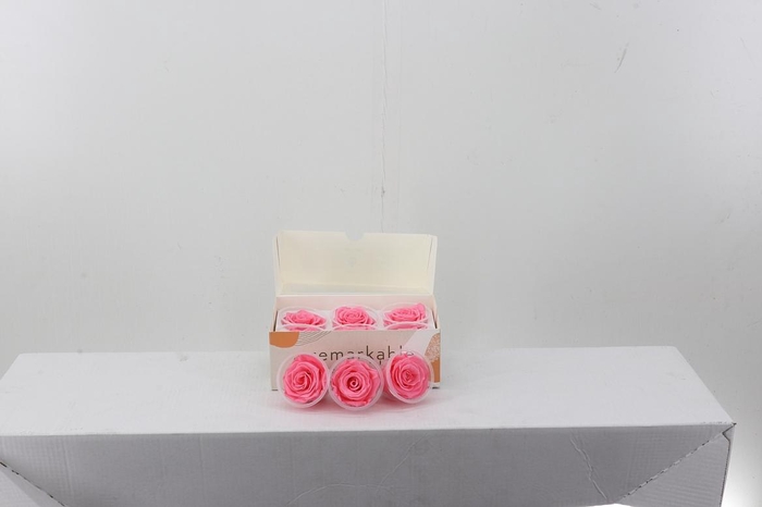 <h4>Rosa Preserved  Light Pink</h4>