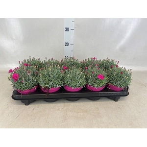 Dianthus car. 'Annet'