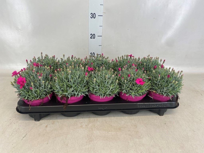 <h4>Dianthus car. 'Annet'</h4>