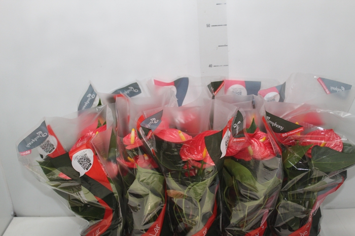 <h4>ANTHURIUM ESUDO P12</h4>