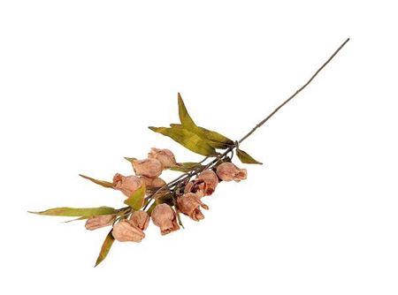 <h4>Stem Bellflower L105</h4>