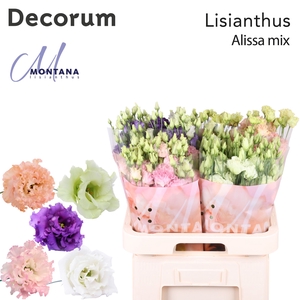 Lisianthus Alissa mix 70cm