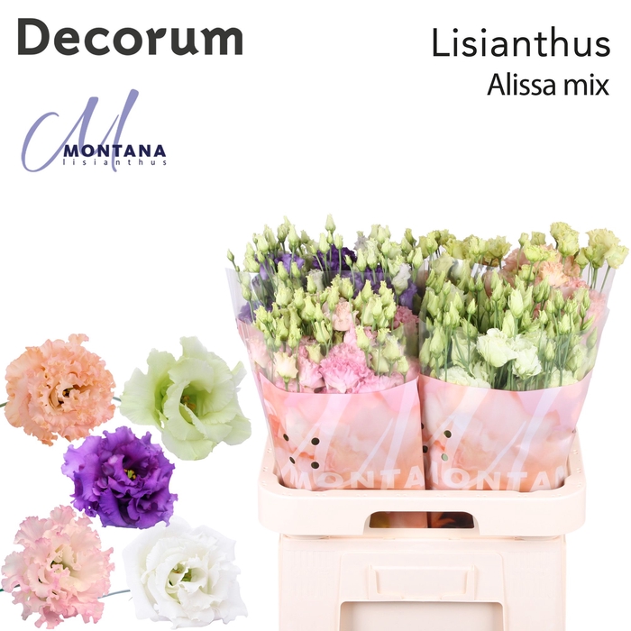 Lisianthus Alissa mix 70cm