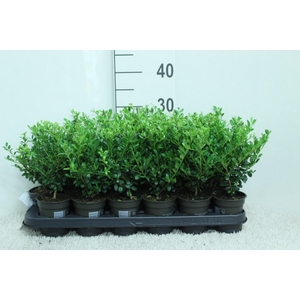 Ilex crenata Luxus P9 potgekweekt