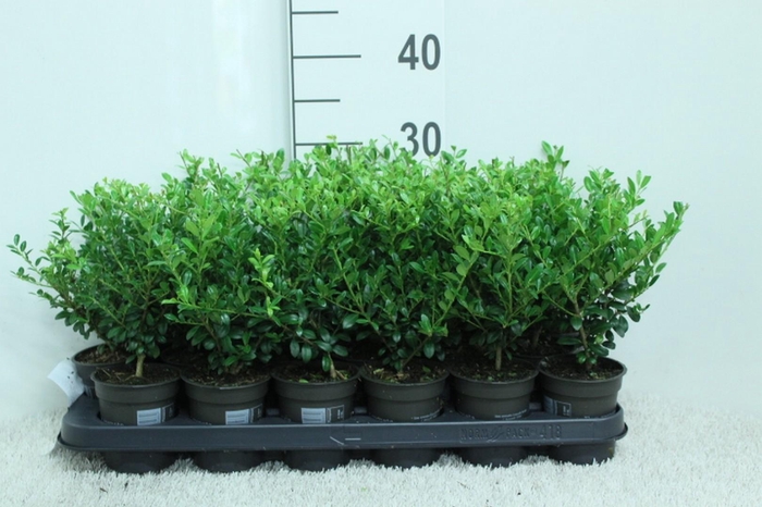 <h4>Ilex crenata Luxus P9 potgekweekt</h4>