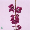 Callicarpa bodinieri profusion wpl