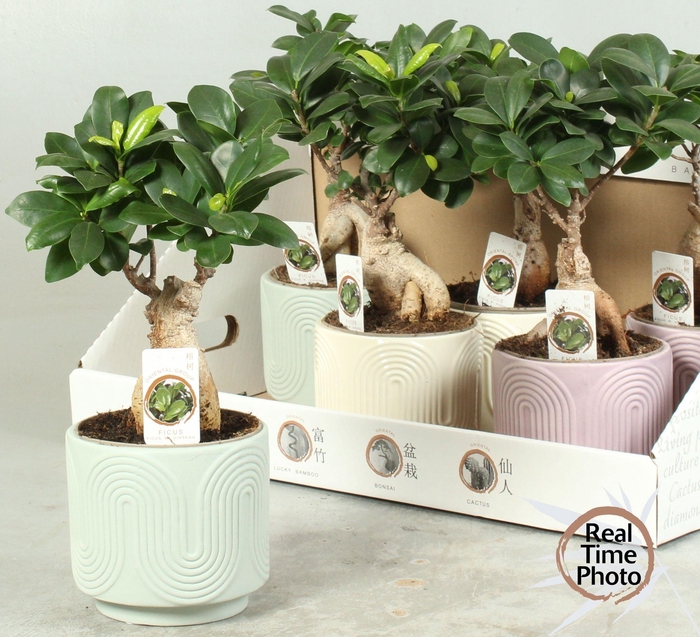 <h4>FIC MI GINSENG</h4>