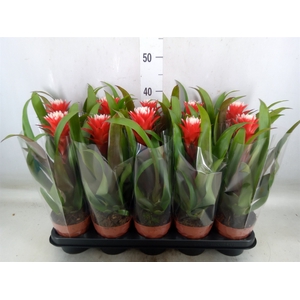 Guzmania  'Hope'
