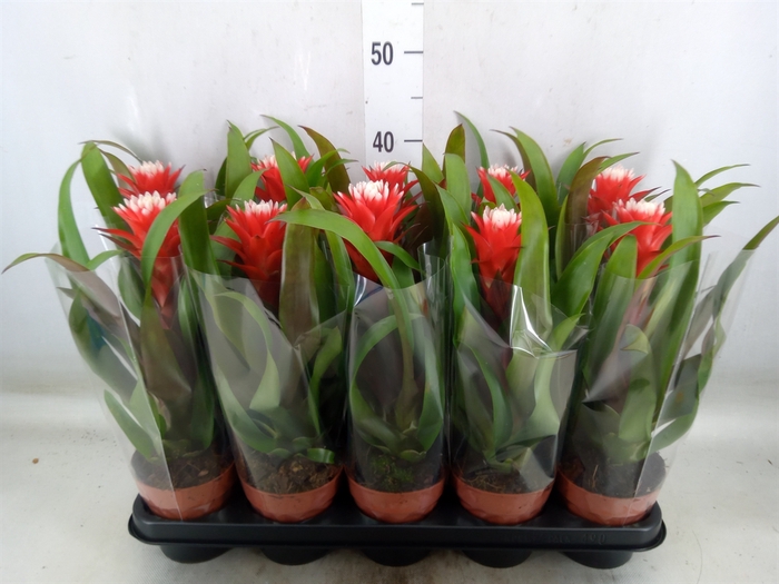 <h4>Guzmania  'Hope'</h4>