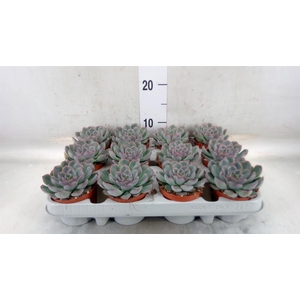 Echeveria  'Hercules'
