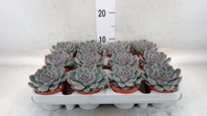<h4>Echeveria  'Hercules'</h4>