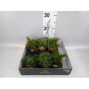 Tillandsia
